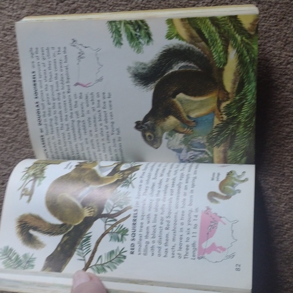 Vintage 1955 Mammals Guide book - Picture 5 of 7